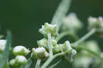 Santa Maria feverfew